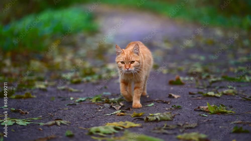 Beautiful redhead homeless cat walks in autumn park, slow motion Beautiful redhead homeless cat walks in autumn park, slow motion