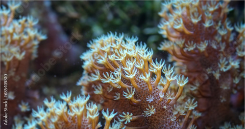 coral macro