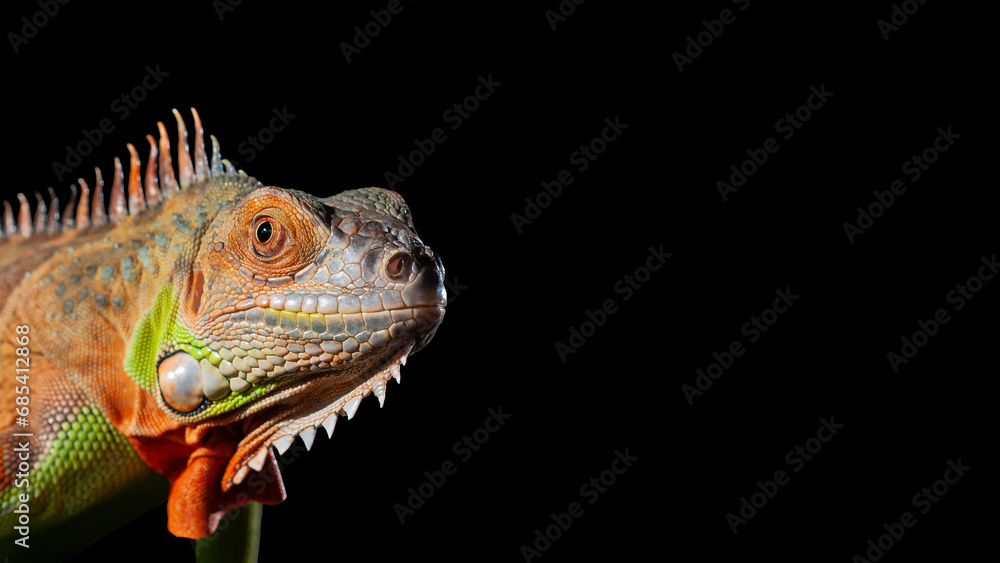 Fototapeta premium a colorful iguana posing against a dark background