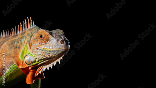 a colorful iguana posing against a dark background