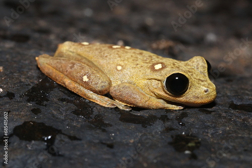 Lace Lid Frog in Queensland Australia photo