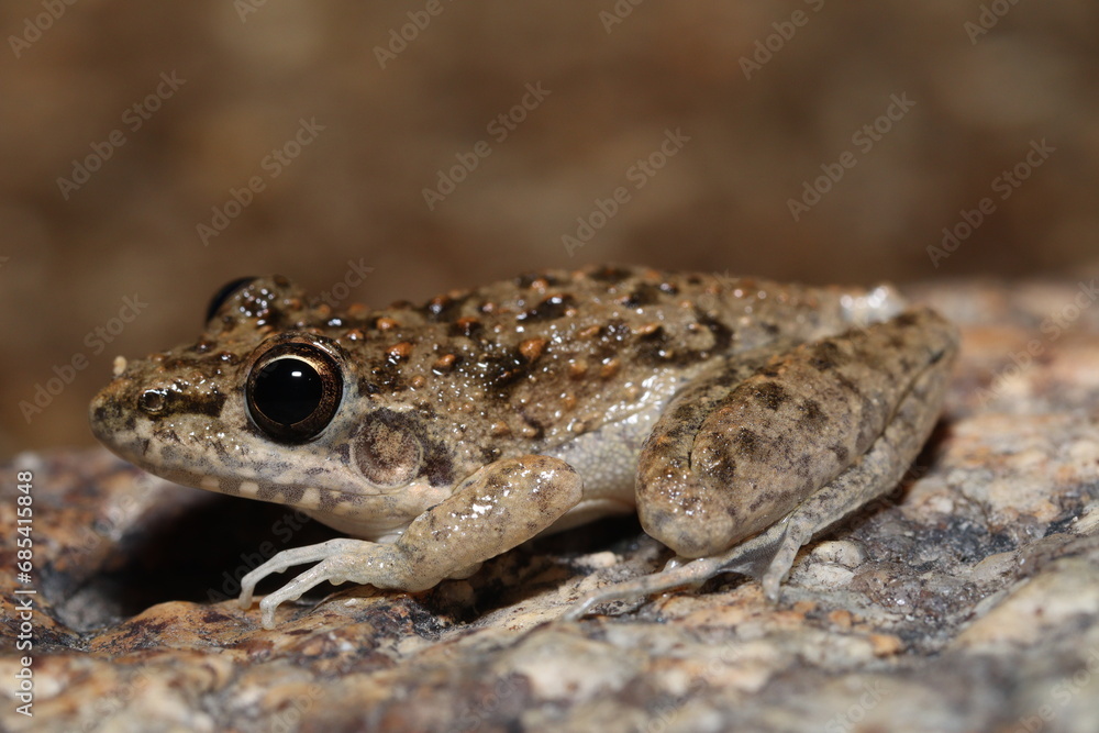 Obraz premium Bumpy Rocket Frog (Litoria inermis)