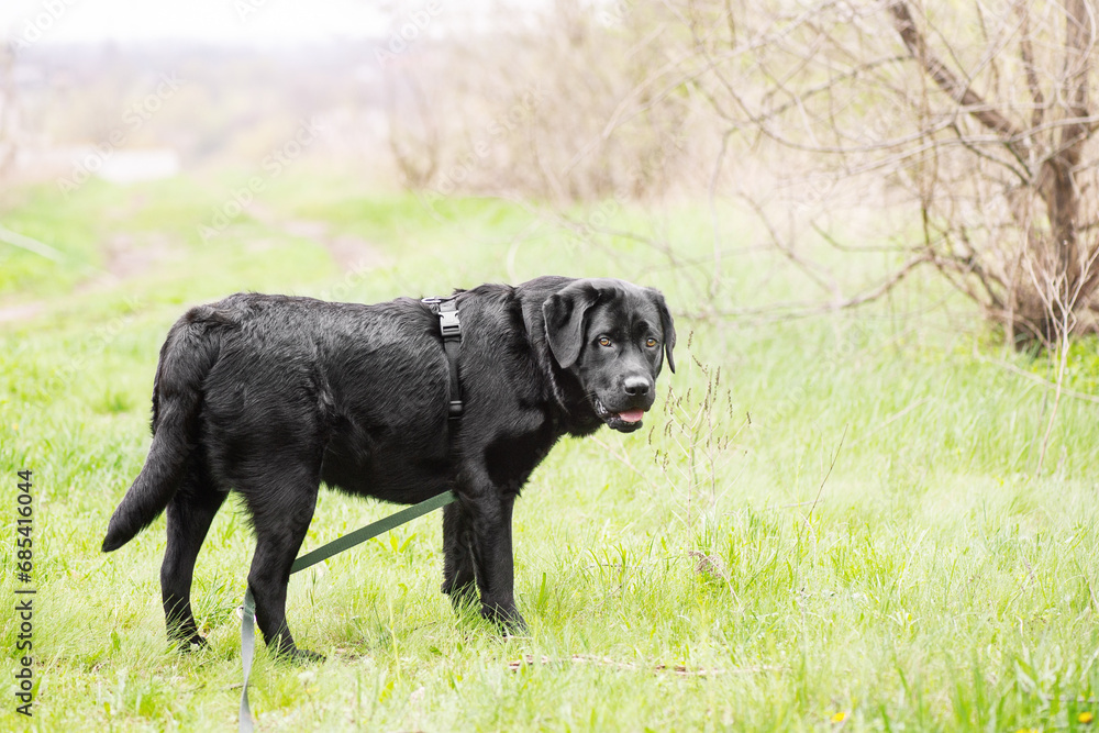 Labrador retriever in harness and leash on nature background. Dog on a walk. A pet, an animal.