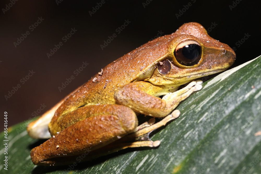 Obraz premium Stoney Creek Frog in Queensland Australia