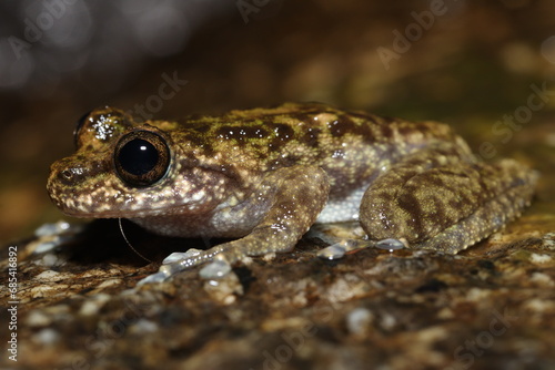 Waterfall Frog in Queensland Australia