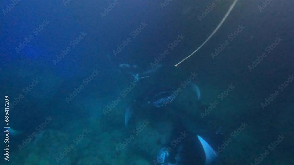 Manta Ray Hawaii, underwater, marine life, coral reefs, tropical fish, ocean, diving, snorkeling, clear water, aquatic, sea turtles, marine biology, underwater exploration Manta Ray Hawaii, underwater, marine life, coral reefs, tropical fish, ocean, diving, snorkeling, clear water, aquatic, sea turtles, marine biology, underwater exploration