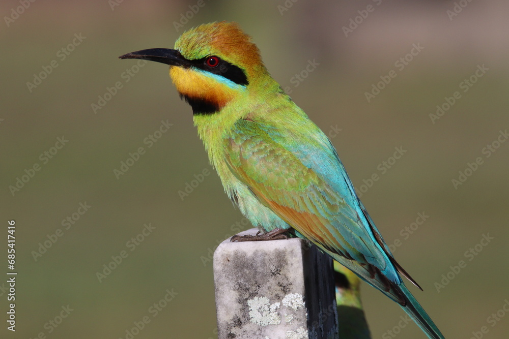 Rainbow Bee-eater in Queensland Australia Rainbow Bee-eater in Queensland Australia