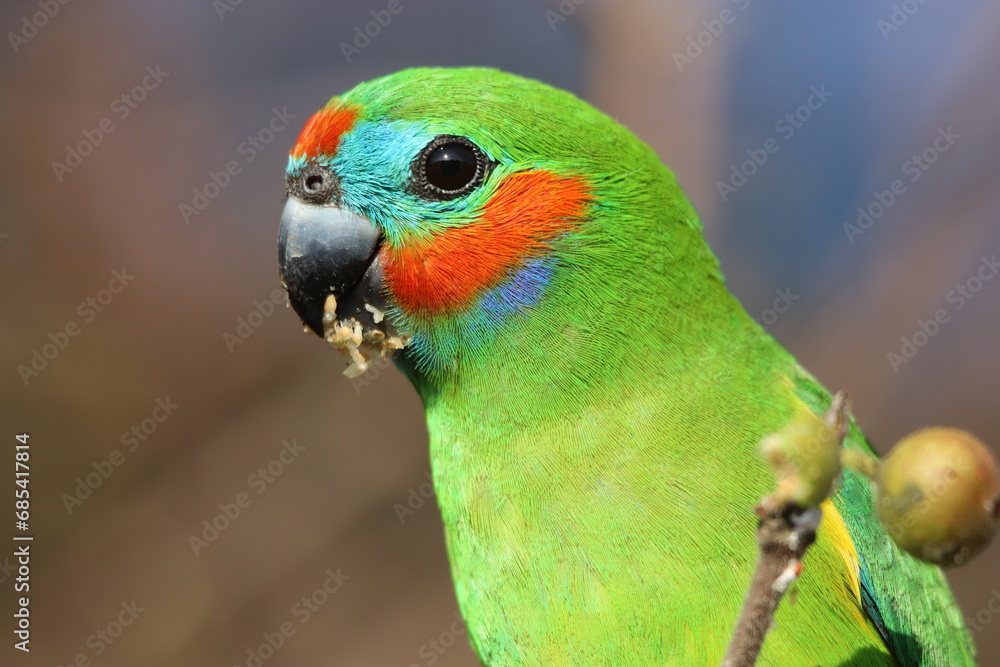 Double-eyed Fig Parrot in Australia