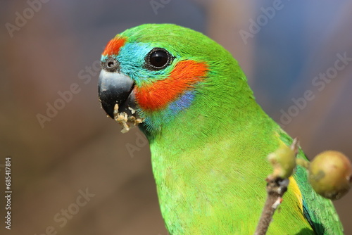 Double-eyed Fig Parrot in Australia