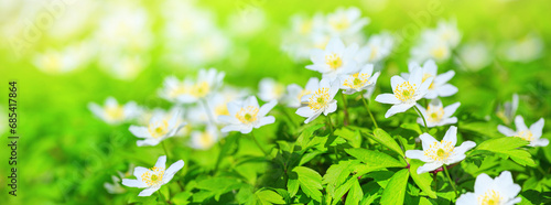 Spring landscape, banner, panorama - view of the anemone nemorosa in the spring forest in the rays of the sun. Horizontal background with copy space for text photo