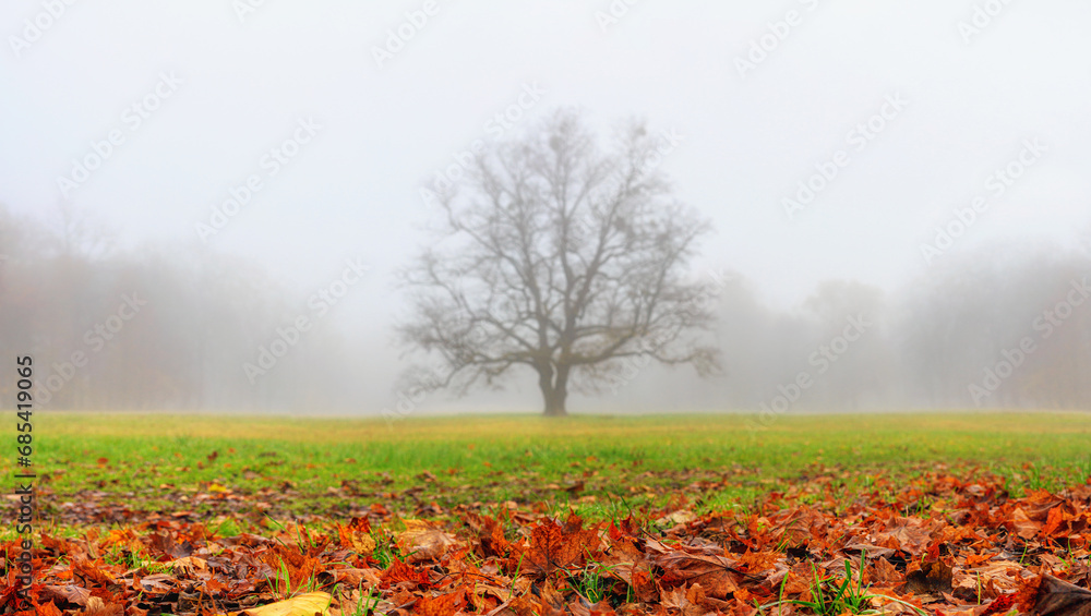 Fototapeta premium Autumn landscape in the early morning - view of a foggy autumn park with fallen leaves in the foreground