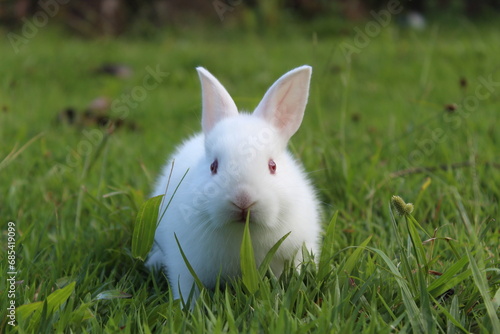Conejo blanco naturaleza fauna 