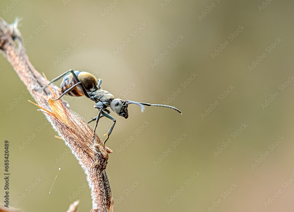 Ant (Polyrhachis dives) with blur background. Ant standing on a twig. High quality photos.