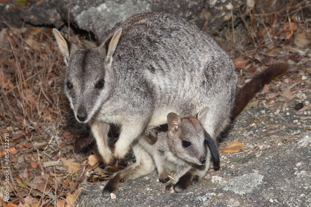 Mareeba rock-wallaby (Petrogale mareeba) at Granite Gorge, QLD, Australia Mareeba rock-wallaby (Petrogale mareeba) at Granite Gorge, QLD, Australia
