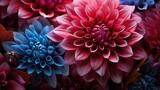 Beautiful viva magenta color flower closeup.