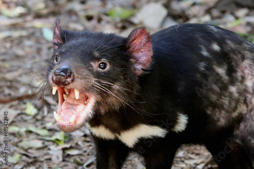 Tasmanian Devil Endemic to Australia