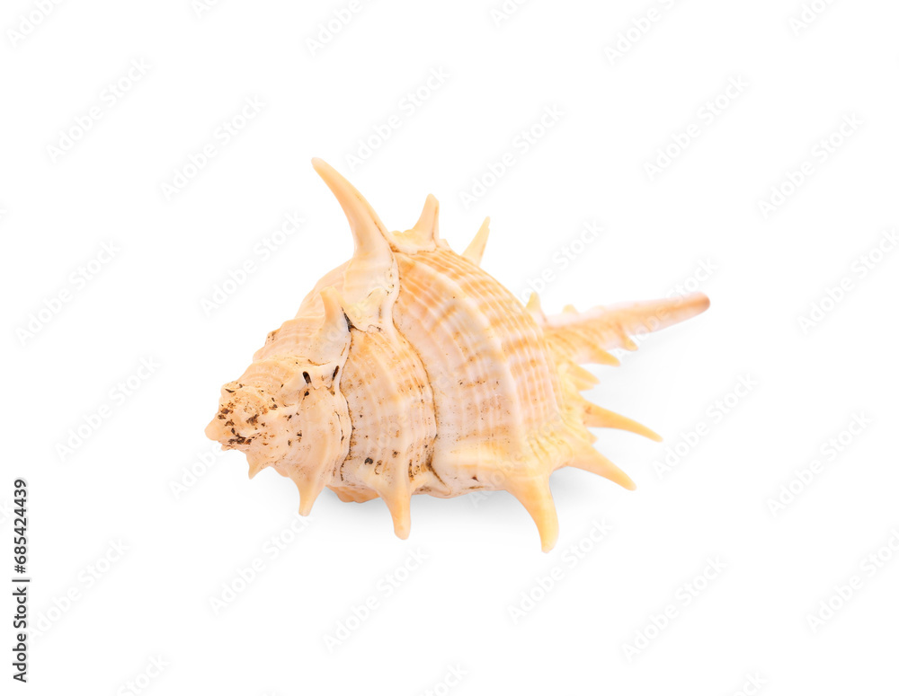 Beautiful seashell isolated on white. Beach object Beautiful seashell isolated on white. Beach object