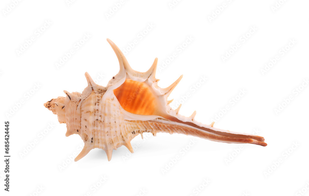 Beautiful seashell isolated on white. Beach object Beautiful seashell isolated on white. Beach object