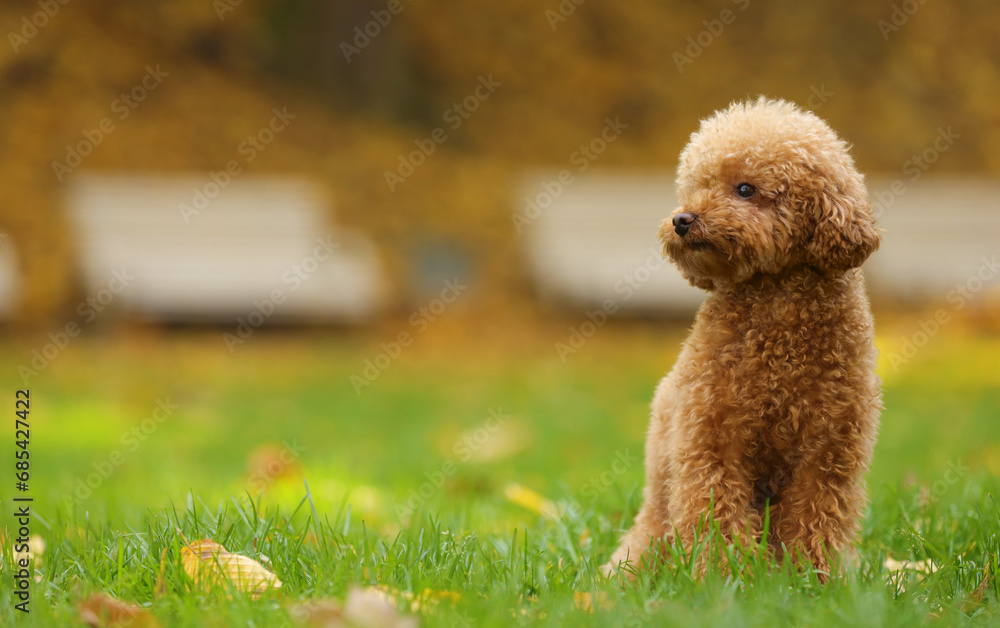Cute Maltipoo dog on green grass in autumn park, space for text