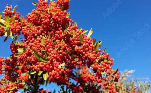 Pyracantha Orange Red Berries And Needle Like Thorns, Firethorn. Rosaceae Family. Evergreen Shrub In Landscaping, Blue Sky On Background. Plant, Gardening Or Landscape Design. Horizontal Plane