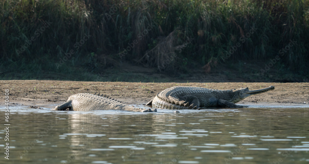 Gharial Crocodile on the Riverbank