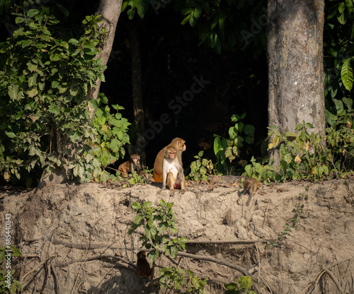 Rhesus Macaque on Riverbank