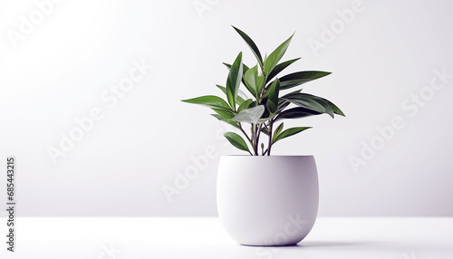 plant in a vase pot on white background 