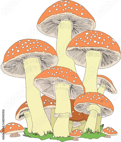 A variety of mushrooms in different shapes, sizes, in soft orange colors
