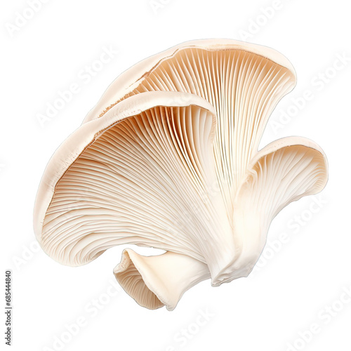 White Mushroom Isolated