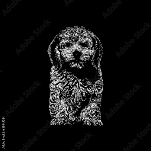 Lhasapoo hand drawing vector isolated on black background.