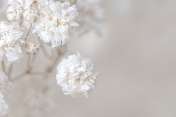 Gypsophila romantic dry little white flowers with light beige neutral color background for a wedding invitation or poster macro