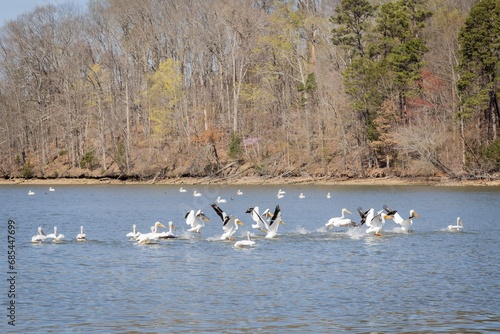 flock of pelican 