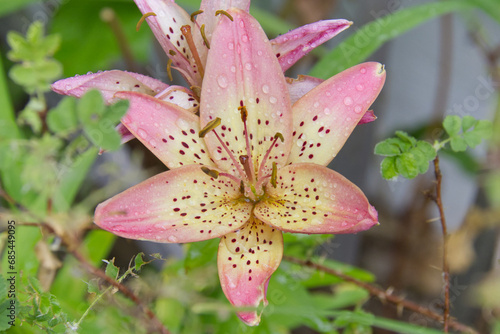 Lily in a Garden after Rain