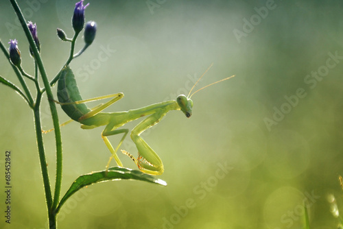 Bild auf Leinwand praying mantis on a flower
