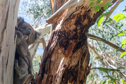 Koala in Eucalyptus Tree, Adelaide South Australia