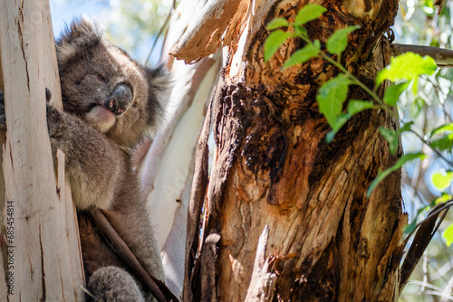 Photography Koala in Eucalyptus Tree, Adelaide South Australia