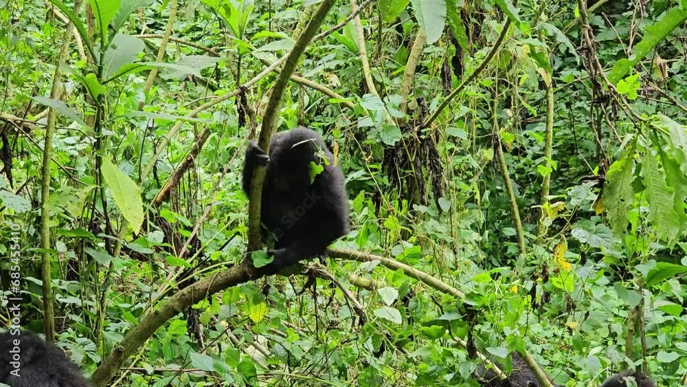 Young gorilla on a tree Young gorilla on a tree