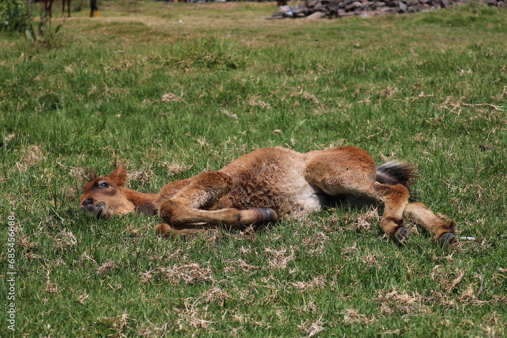 A small blonde foal sunbathing in a meadow located in a cool rural area in Dieng, Central Java, Indonesia. A small blonde foal sunbathing in a meadow located in a cool rural area in Dieng, Central Java, Indonesia.