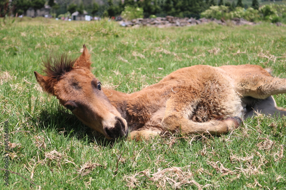 A small blonde foal sunbathing in a meadow located in a cool rural area in Dieng, Central Java, Indonesia. A small blonde foal sunbathing in a meadow located in a cool rural area in Dieng, Central Java, Indonesia.