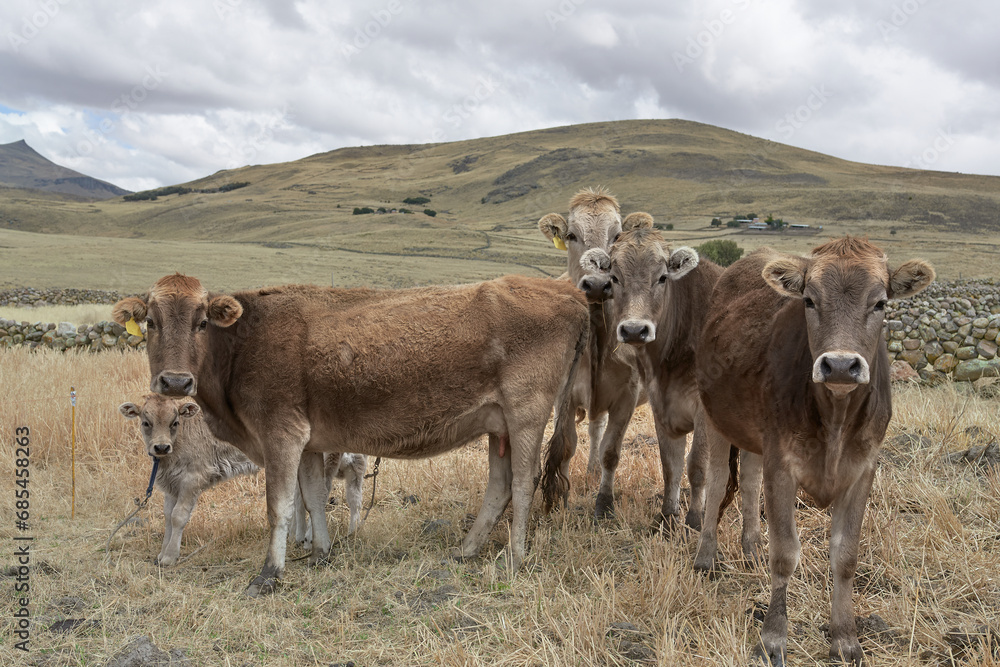 Group of cows attentively looking at the camera, Espinar.
