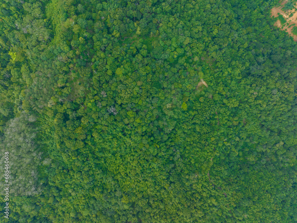Aerial view Drone camera top view rainforest trees ecology with healthy environment concept and summer background Aerial view Drone camera top view rainforest trees ecology with healthy environment concept and summer background