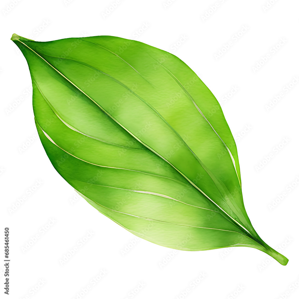 Fototapeta premium Matcha green tea leaf isolated on white background PNG file set or collection