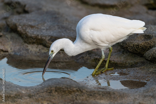 White egret fossicking in a rock pool photo