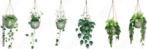 Set of hanging ivy plants on transparent background photo