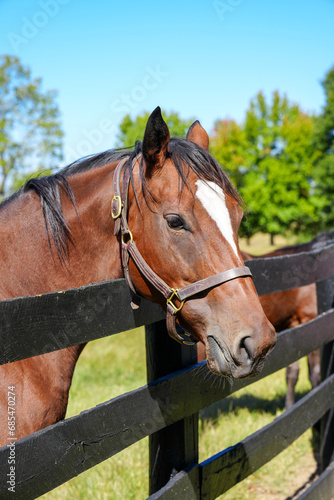 Thoroughbred horse standing next to fence