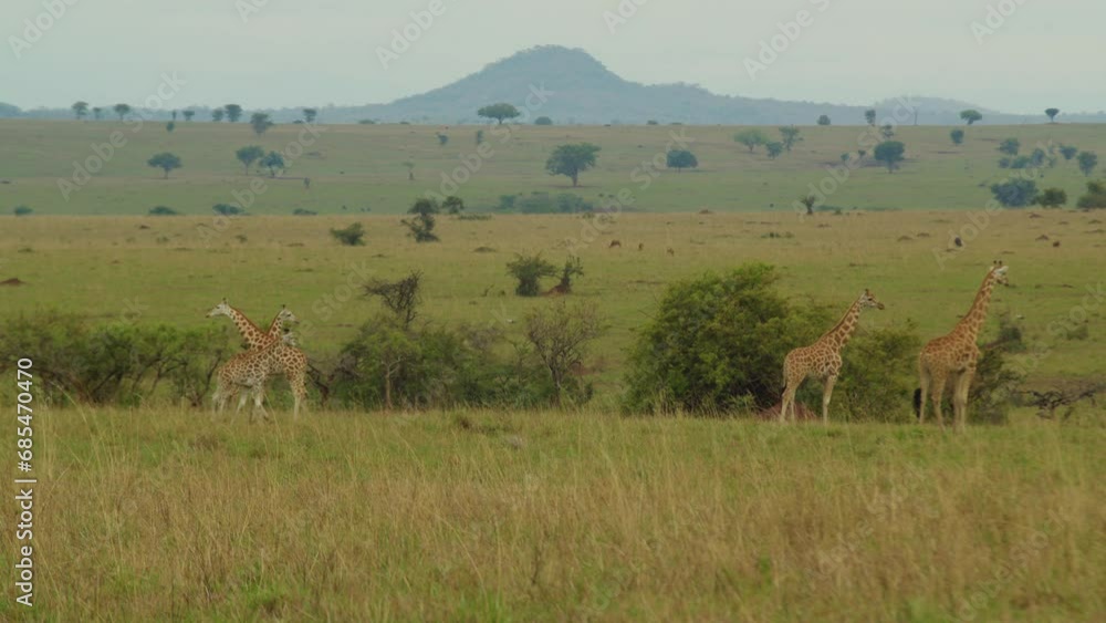 Family of giraffes in Savanna with beautiful landscape of Kidepo Valley National Park in background, Uganda in Africa. Static view Family of giraffes in Savanna with beautiful landscape of Kidepo Valley National Park in background, Uganda in Africa. Static view