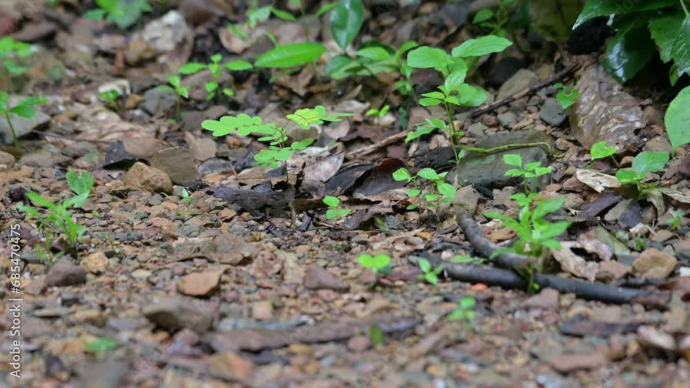Found going to the left after foraging a little, Scaly-breasted Partridge Tropicoperdix chloropus, Thailand Found going to the left after foraging a little, Scaly-breasted Partridge Tropicoperdix chloropus, Thailand