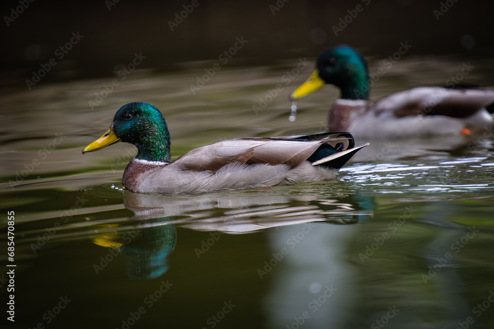 Fototapeta premium Ducks swimming on the river