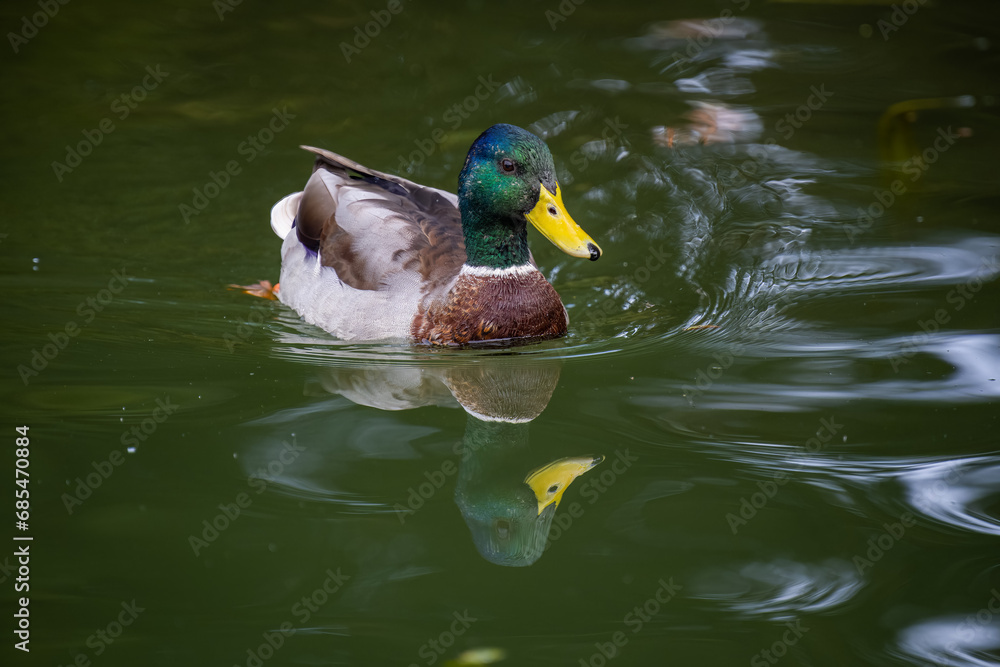 Fototapeta premium Duck swimming on the river