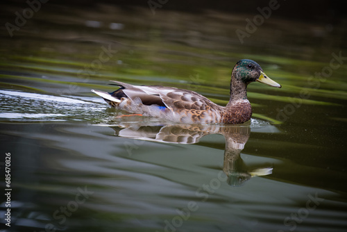 Duck swimming on the river photo